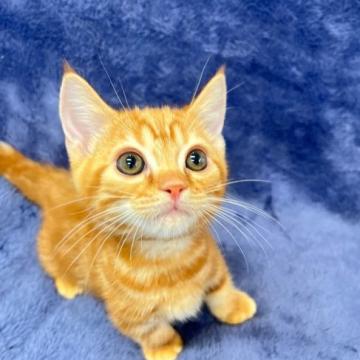 マンチカン(短足)【大阪府・男の子・2022年5月22日・レッドタビー&ホワイト】の写真「かわいい男の子」