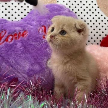 スコティッシュフォールド(折れ耳)【大阪府・女の子・2022年6月3日・クリームタビー】の写真「かわいい女の子」