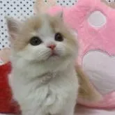 スコティッシュフォールド(立ち耳)【大阪府・女の子・2022年8月14日・クリームタビー&ホワイト】の写真1