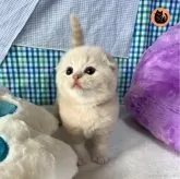 スコティッシュフォールド(折れ耳)【大阪府・男の子・2024年3月17日・クリームタビー】の写真1