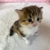 スコティッシュフォールド(立ち耳)【大阪府・女の子・2024年7月31日・キャリコ】の写真1