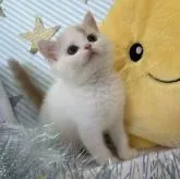 スコティッシュフォールド(立ち耳)【大阪府・男の子・2022年6月21日・クリームタビー&ホワイト】の写真1