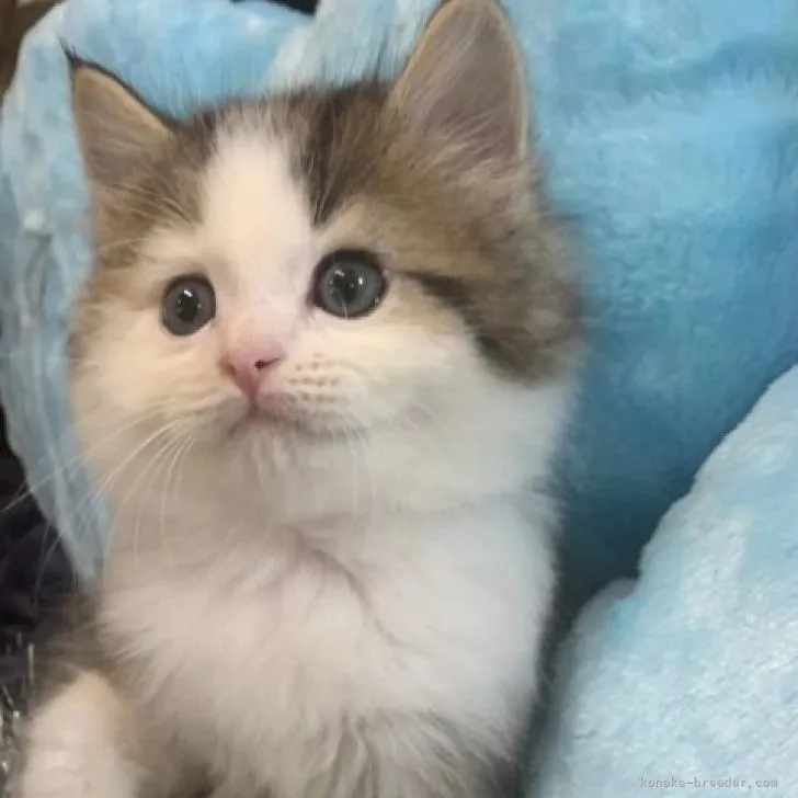 ID:2207-02468の子猫