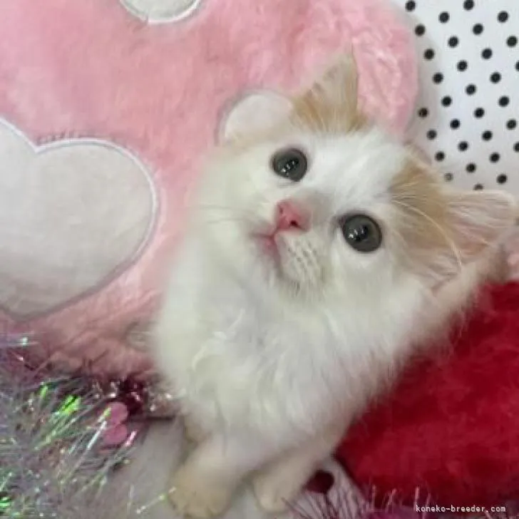 ID：2207-00962の子猫