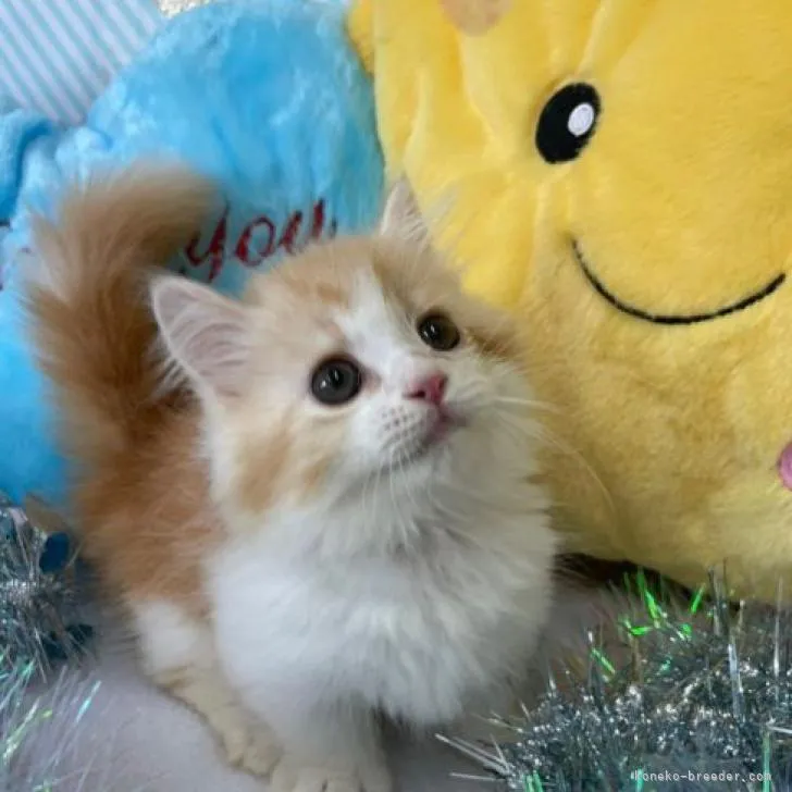 ID:2206-02895の子猫