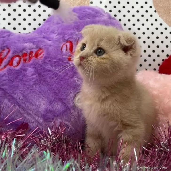 ID：2207-03031の子猫