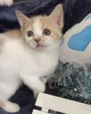 スコティッシュフォールド(立ち耳)【大阪府・女の子・2022年5月5日・クリームタビー&ホワイト】の写真4