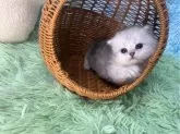 ペルシャ【大阪府・男の子・2024年11月16日・チンチラシルバー】の写真5
