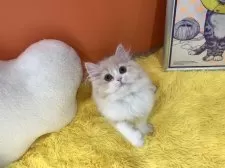 スコティッシュフォールド(立ち耳)【大阪府・男の子・2025年1月8日・クリームタビー&ホワイト】の写真10