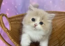 スコティッシュフォールド(立ち耳)【大阪府・男の子・2025年8月31日・クリームタビー&ホワイト】の写真10