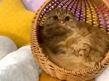 スコティッシュフォールド(折れ耳)【大阪府・男の子・2025年6月28日・レッドタビー】の写真10