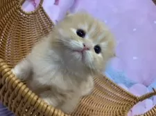 スコティッシュフォールド(折れ耳)【大阪府・女の子・2025年9月25日・レッドタビー】の写真10