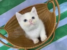 スコティッシュフォールド(立ち耳)【大阪府・男の子・2025年8月2日・クリームタビー&ホワイト】の写真10