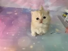 ミヌエット(短足)【大阪府・女の子・2025年11月22日・レッドタビー】の写真10