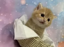 スコティッシュフォールド(立ち耳)【大阪府・男の子・2025年9月25日・レッドタビー】の写真11