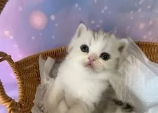 スコティッシュフォールド(立ち耳)【大阪府・男の子・2025年9月15日・シルバータビー&ホワイト】の写真11