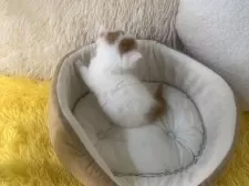 スコティッシュフォールド(立ち耳)【大阪府・男の子・2025年3月1日・レッドタビー&ホワイト】の写真13