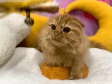 スコティッシュフォールド(折れ耳)【大阪府・男の子・2025年6月28日・レッドタビー】の写真11