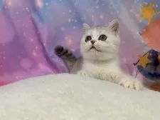 スコティッシュフォールド(立ち耳)【大阪府・男の子・2025年7月17日・シルバータビー&ホワイト】の写真4