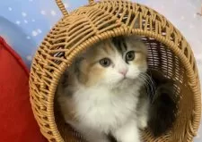 スコティッシュフォールド(立ち耳)【大阪府・女の子・2025年8月10日・キャリコ】の写真9