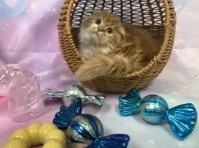 スコティッシュフォールド(折れ耳)【大阪府・男の子・2025年8月20日・レッドタビー&ホワイト】の写真11