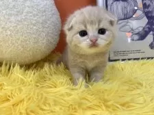 スコティッシュフォールド(折れ耳)【大阪府・男の子・2025年3月25日・クリームタビー】の写真12