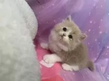 スコティッシュフォールド(立ち耳)【大阪府・男の子・2025年8月31日・クリームタビー&ホワイト】の写真12