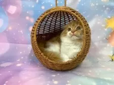 スコティッシュフォールド(折れ耳)【大阪府・男の子・2025年8月20日・レッドタビー&ホワイト】の写真3