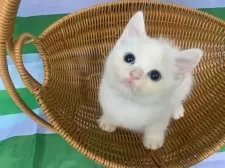 スコティッシュフォールド(立ち耳)【大阪府・男の子・2025年8月2日・クリームタビー&ホワイト】の写真12