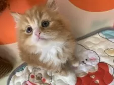 スコティッシュフォールド(立ち耳)【大阪府・女の子・2025年8月23日・レッドタビー&ホワイト】の写真13