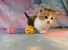 マンチカン(短足)【大阪府・女の子・2025年9月27日・キャリコ】の写真12