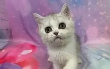 スコティッシュフォールド(立ち耳)【大阪府・男の子・2025年7月17日・シルバータビー&ホワイト】の写真5