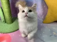 マンチカン(短足)【大阪府・男の子・2025年6月23日・クリームタビー&ホワイト】の写真10