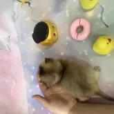 ブリティッシュショートヘア【大阪府・女の子・2025年11月16日・ゴールド】の写真12