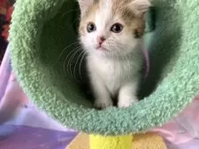 マンチカン(長足)【大阪府・女の子・2025年9月13日・キャリコ】の写真12