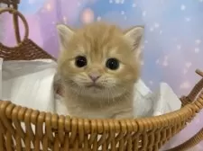 スコティッシュフォールド(立ち耳)【大阪府・男の子・2025年9月25日・レッドタビー】の写真13