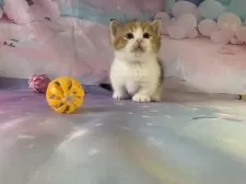 マンチカン(短足)【大阪府・女の子・2025年9月27日・キャリコ】の写真13