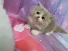 スコティッシュフォールド(立ち耳)【大阪府・男の子・2025年8月31日・クリームタビー&ホワイト】の写真13