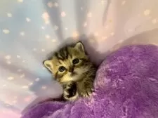 スコティッシュフォールド(立ち耳)【大阪府・男の子・2025年11月11日・ブラウンタビー】の写真13