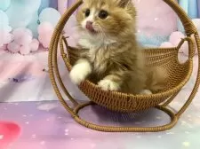 スコティッシュフォールド(立ち耳)【大阪府・女の子・2025年8月23日・レッドタビー&ホワイト】の写真8