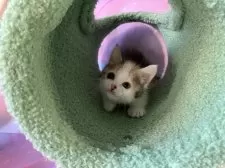 マンチカン(長足)【大阪府・女の子・2025年9月13日・キャリコ】の写真13