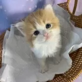 スコティッシュフォールド(立ち耳)【大阪府・男の子・2025年10月3日・レッドタビー&ホワイト】の写真13