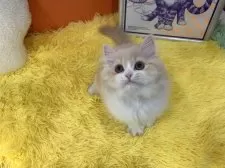 スコティッシュフォールド(立ち耳)【大阪府・男の子・2025年1月8日・クリームタビー&ホワイト】の写真13