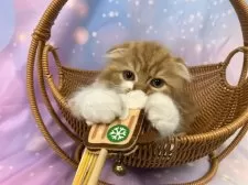 スコティッシュフォールド(折れ耳)【大阪府・男の子・2025年8月20日・レッドタビー&ホワイト】の写真13