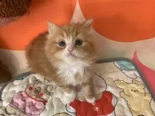 スコティッシュフォールド(立ち耳)【大阪府・女の子・2025年8月23日・レッドタビー&ホワイト】の写真11