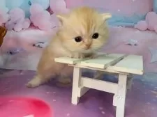 ミヌエット(短足)【大阪府・女の子・2025年11月22日・レッドタビー】の写真13