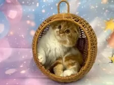 スコティッシュフォールド(折れ耳)【大阪府・男の子・2025年8月20日・レッドタビー&ホワイト】の写真6