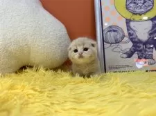 スコティッシュフォールド(折れ耳)【大阪府・男の子・2025年3月25日・クリームタビー】の写真13