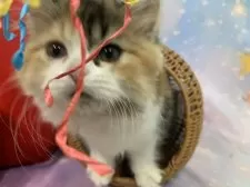 スコティッシュフォールド(立ち耳)【大阪府・女の子・2025年8月10日・キャリコ】の写真11