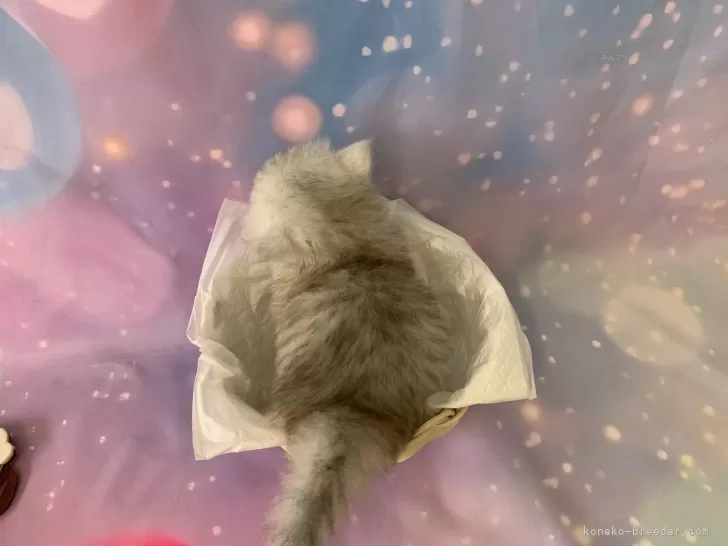 ペルシャ【大阪府・男の子・2025年9月16日・チンチラシルバー